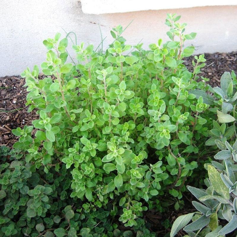 Hạt giống  oregano-Oregano Seeds-250viên