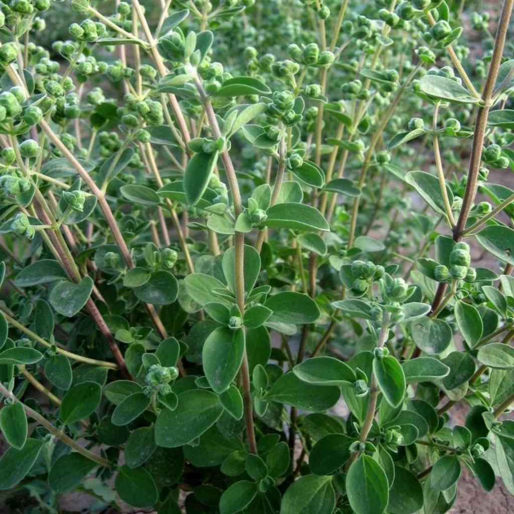 HẠT GIỐNG RAU KINH GIỚI  Oregano Seeds-250Seeds