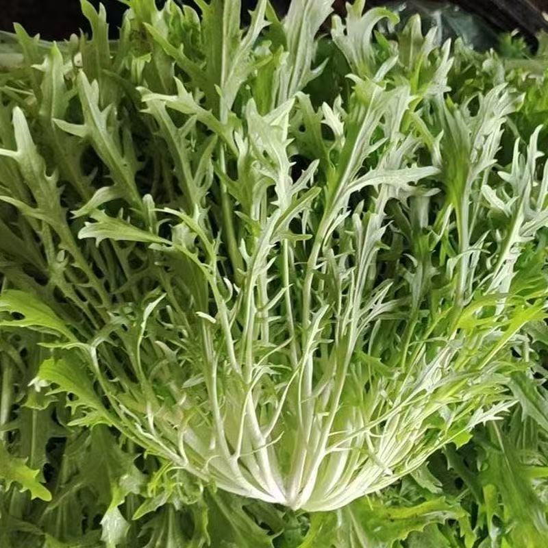 Hạt  giống cải ngọt nhật -Mizuna Lettuce seeds-800viên