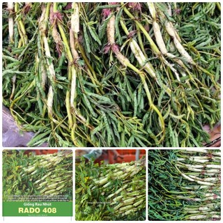 Hạt giống Rau nhút gói 1gr~20 hạt - Rau nhút ưa nước, có thể trồng cạn, sinh trưởng khỏe, trồng quanh năm