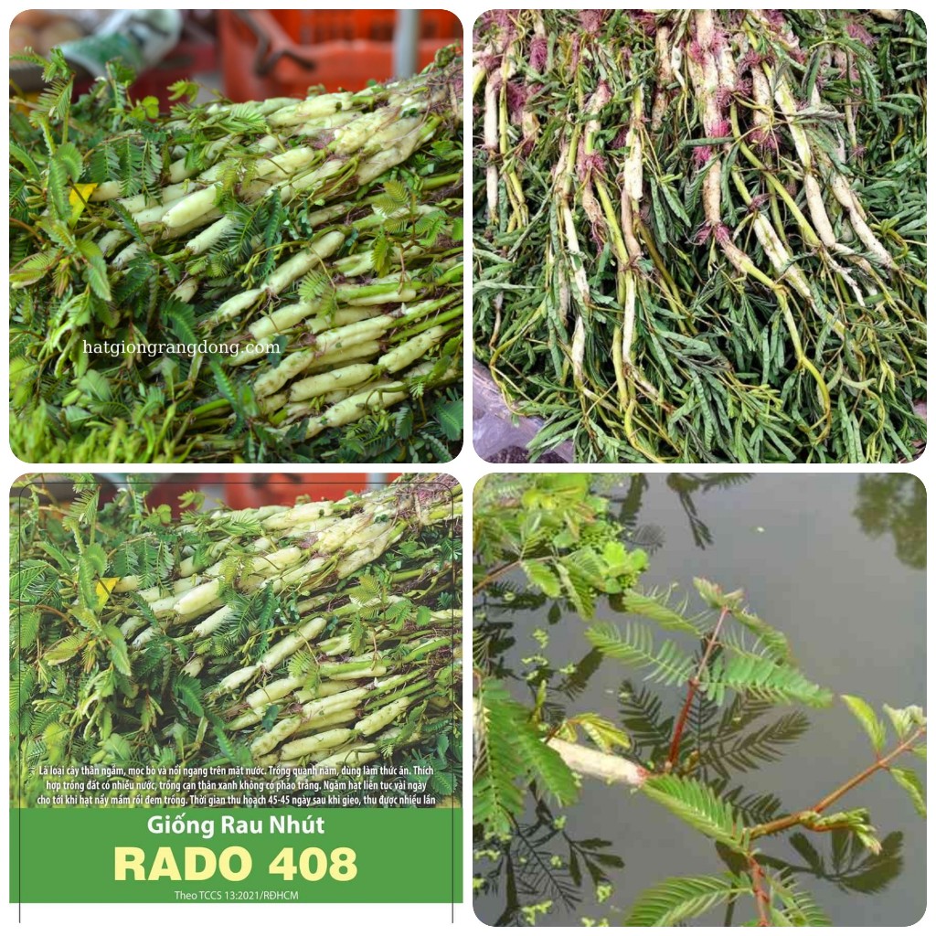 Hạt giống Rau nhút gói 1gr~20 hạt - Rau nhút ưa nước, có thể trồng cạn, sinh trưởng khỏe, trồng quanh năm