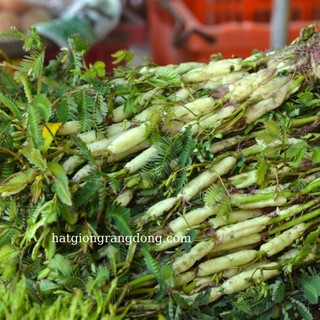 Hạt giống Rau nhút gói 1gr~20 hạt - Rau nhút ưa nước, có thể trồng cạn, sinh trưởng khỏe, trồng quanh năm