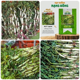 Hạt giống Rau nhút gói 1gr~20 hạt - Rau nhút ưa nước, có thể trồng cạn, sinh trưởng khỏe, trồng quanh năm