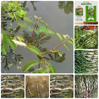 Hạt giống Rau nhút gói 1gr~20 hạt - Rau nhút ưa nước, có thể trồng cạn, sinh trưởng khỏe, trồng quanh năm
