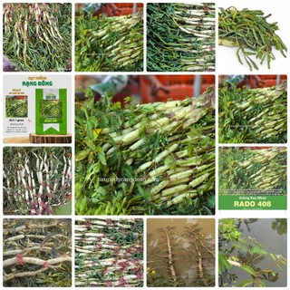 Hạt giống Rau nhút gói 1gr~20 hạt - Rau nhút ưa nước, có thể trồng cạn, sinh trưởng khỏe, trồng quanh năm