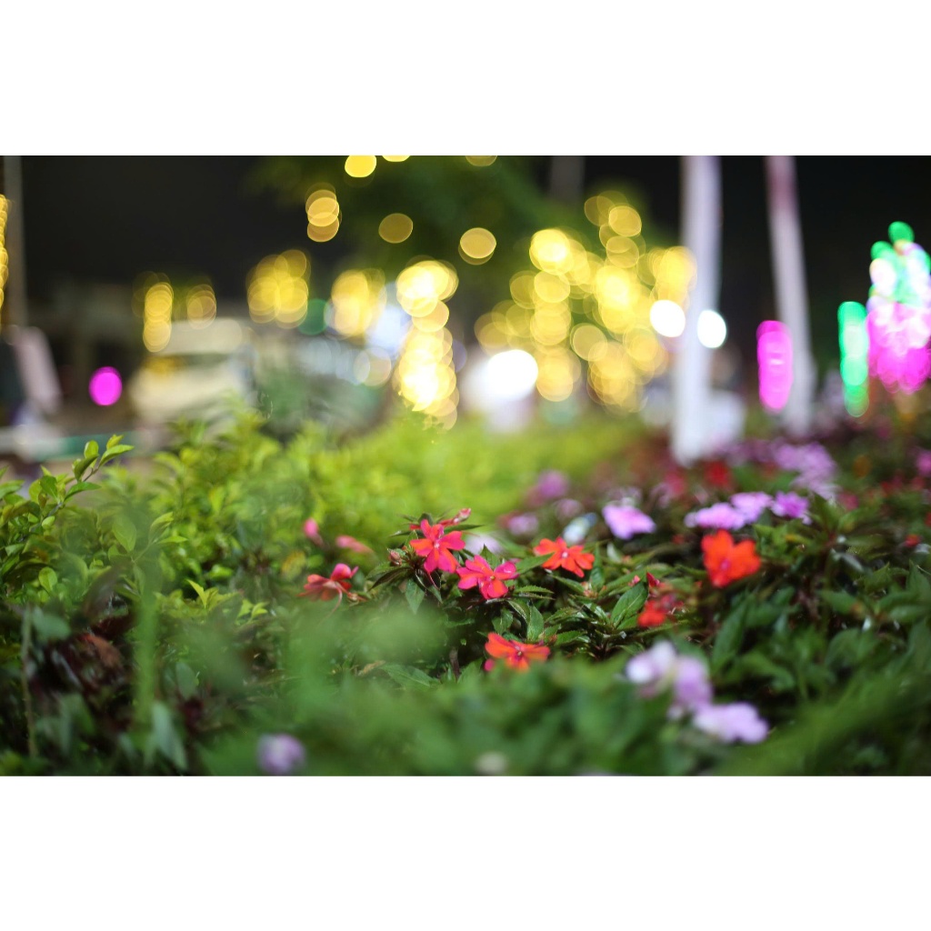 ống kính Canon ef 50mm F1.4 USM  🌸 hàng mới về ngày 6--5-2026 🌸🌸🍃 - Ống kính Canon EF
