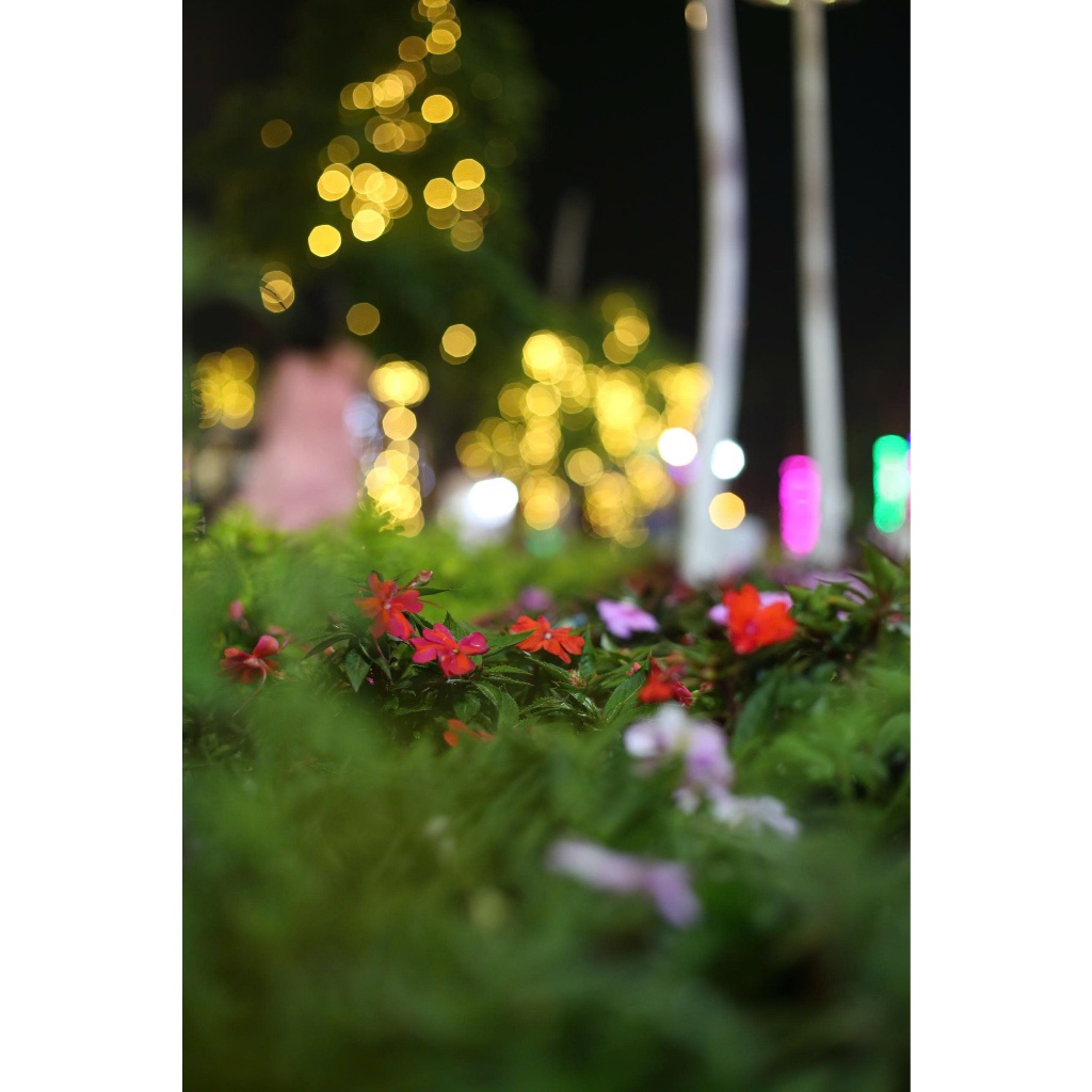 ống kính Canon ef 50mm F1.4 USM  🌸 hàng mới về ngày 6--5-2026 🌸🌸🍃 - Ống kính Canon EF