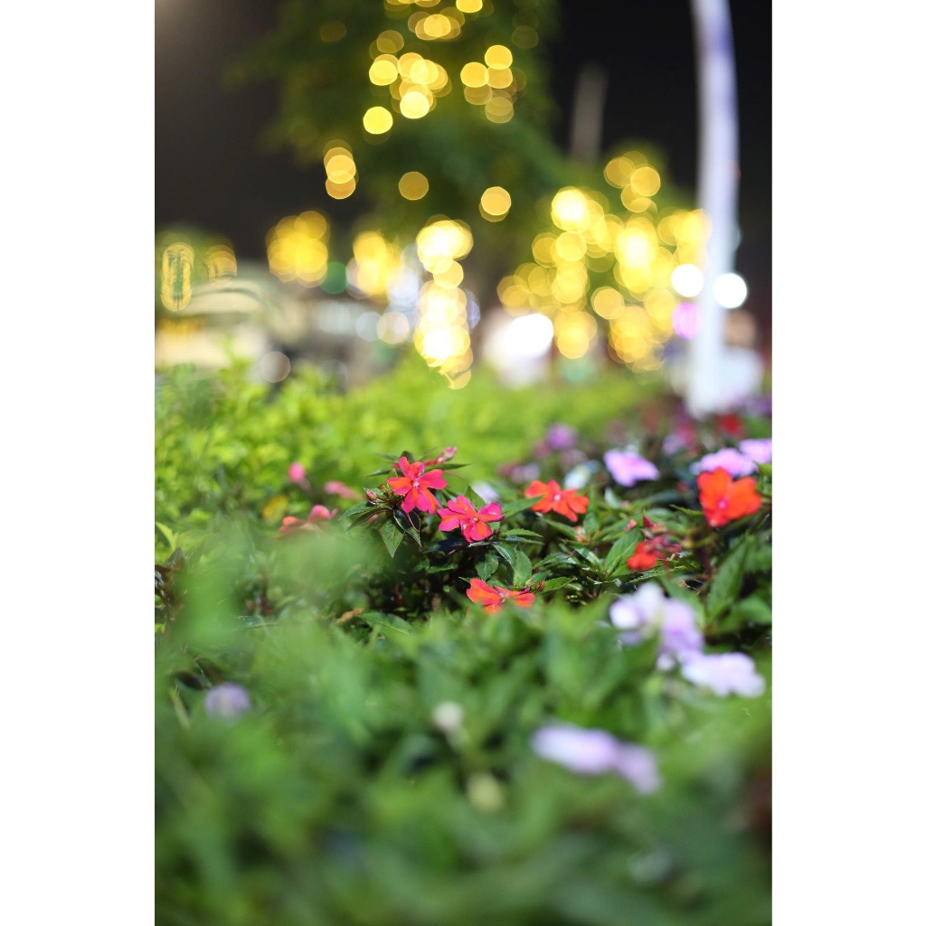ống kính Canon ef 50mm F1.4 USM  🌸 hàng mới về ngày 6--5-2026 🌸🌸🍃 - Ống kính Canon EF