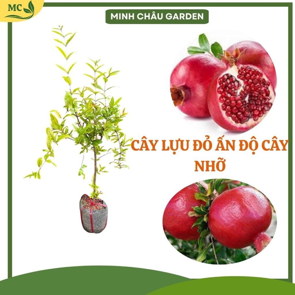 (Ảnh thật số 2) Cây Lựu Đỏ ẤN Độ cây nhỡ cao 1m siêu trái - giống chuẩn 100% ( cây có đất bầu rễ ổn 