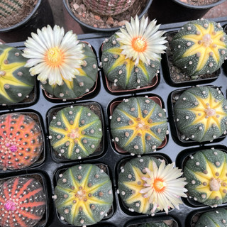 Xương rồng Gymno đĩa bay, Aster sao size 6-7cm