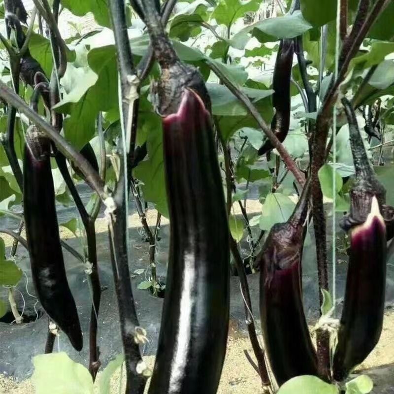 Hạt giống Cà Tím Dài -EGGPLANT SEEDS-150viên
