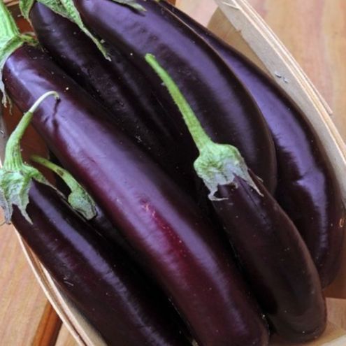 Hạt giống cà tím dài siêu trái  EGGPLANT SEEDS-150 Hạt