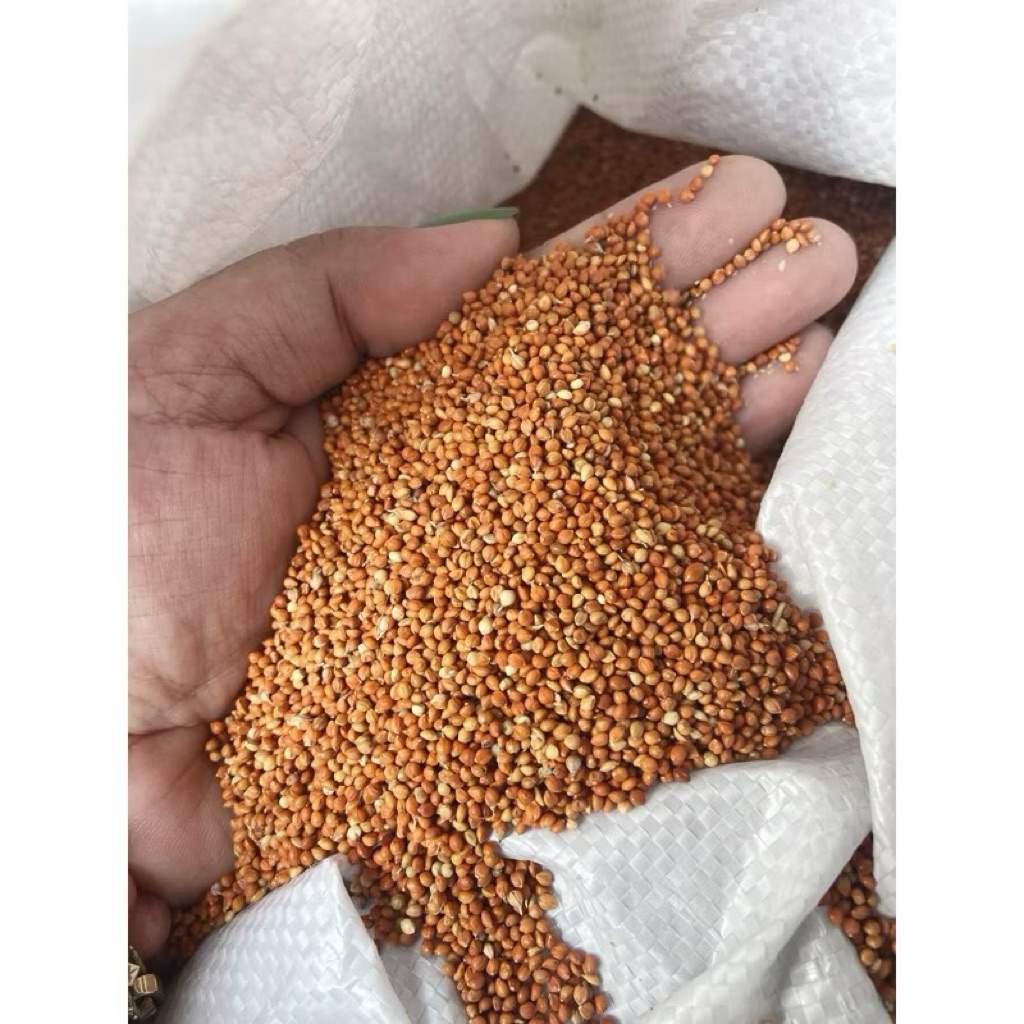 1kg Hạt kê đỏ hạt nhỏ.
