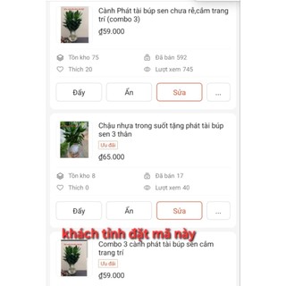 cành phát tài búp sen cắm trang trí (1 cành) chưa rễ (Hỏa tốc Hà Nội)