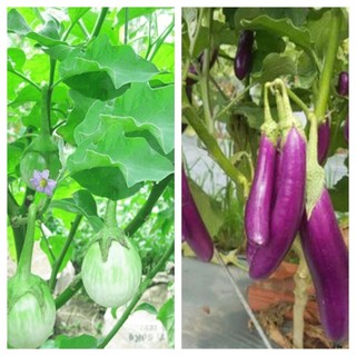 combo 10 cây cà . 5cà tím trái dài  , 5cà ngọt ( không giao được miền bắc)