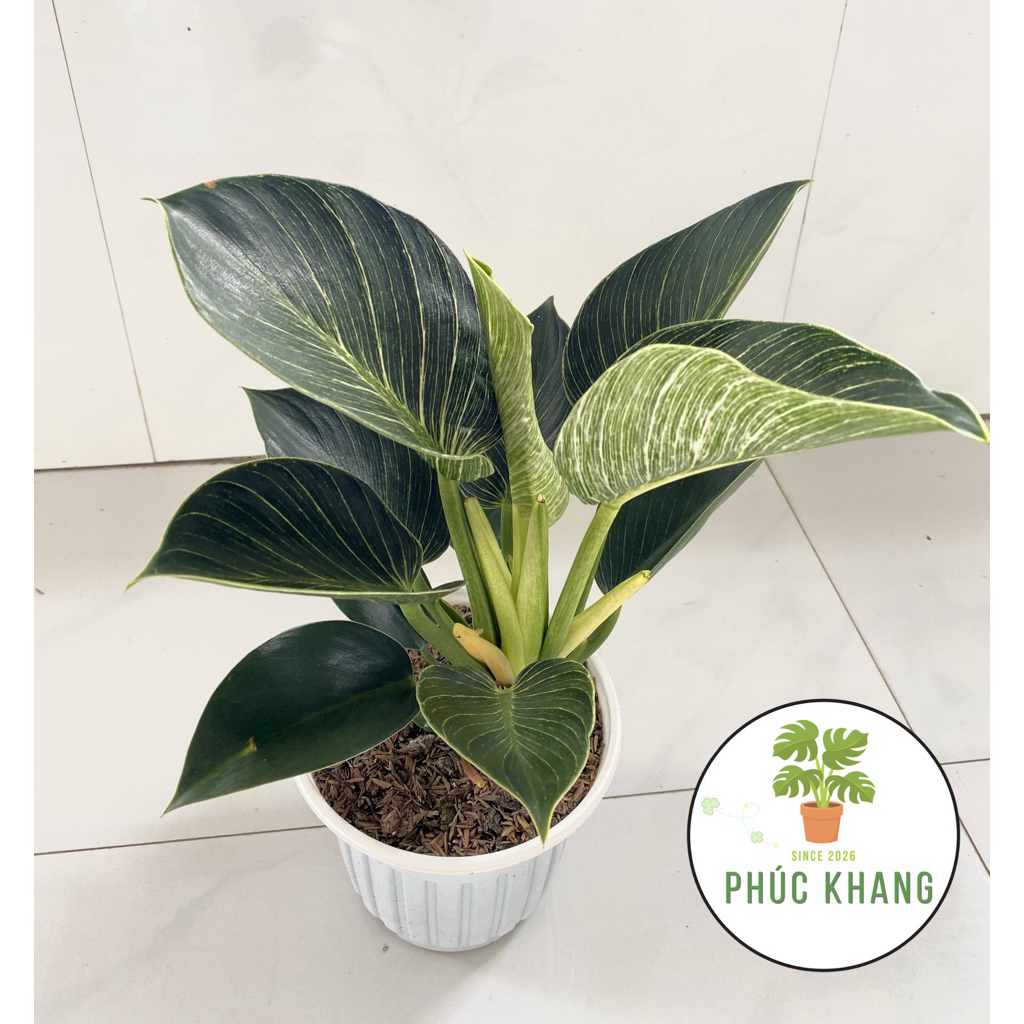 Cây Đế Vương Kim Cương – Philodendron Birkin