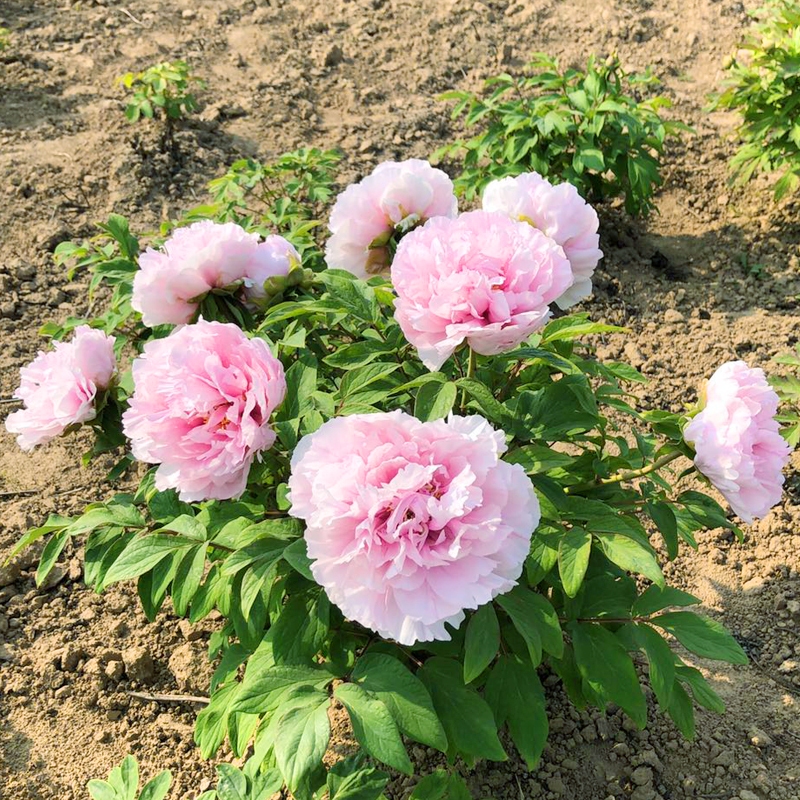 Hạt Giống Hoa Mẫu Đơn Màu  Peony Flower Seeds Peony Flower Seeds-5Hạt
