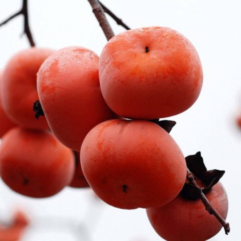 Seeds for Planting Persimmon Seeds-10Seeds