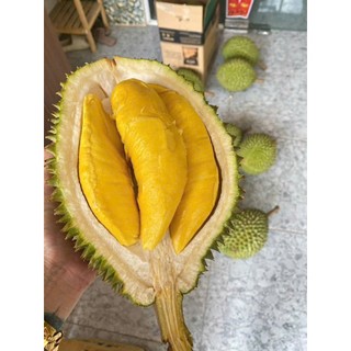 500GR Cơm Sầu Riêng Musang King Tươi Tuyển Chọn | Múi Đẹp – Hàng Cao Cấp | Bao Ăn, Không Ngon Hoàn Tiền Ngay