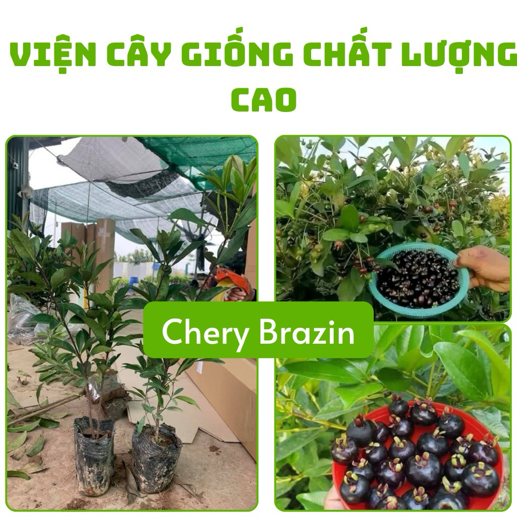 Cây Chery Brazin ( ảnh cây số 2 ) tặng phân bón