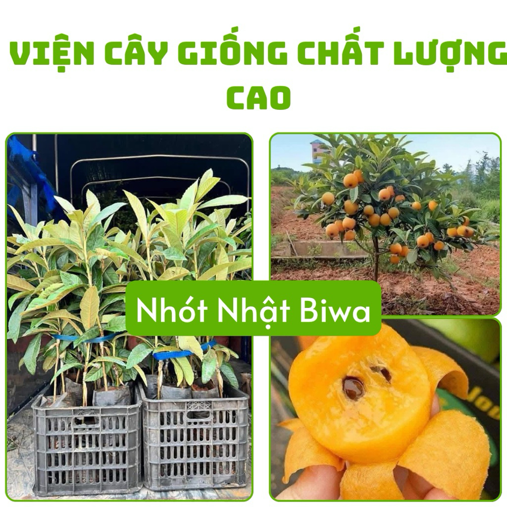 Cây Nhót Nhật Biwa ( ảnh cây số 2 ) tặng phân bón