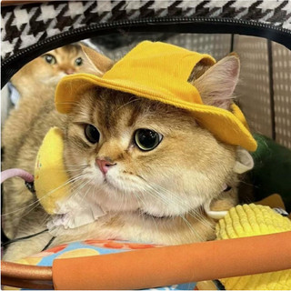 nón bèo cho chó mèo mẫu mới