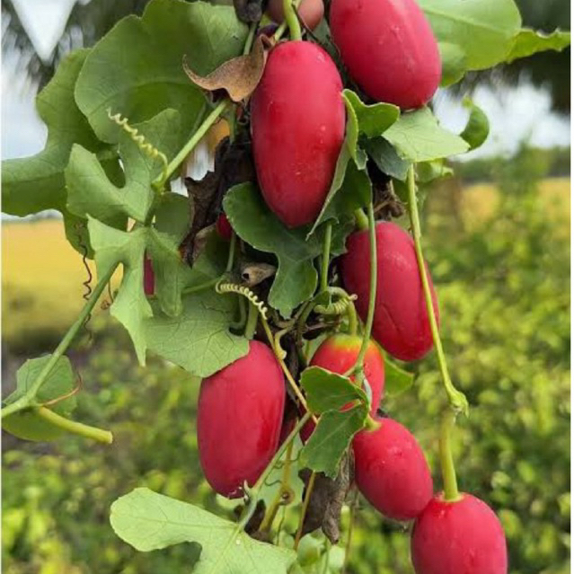 Hạt Giống Dây Bình Bát - Bình Bát Dây (vừa ăn rau, ăn quả) - Gói 0,5g - GM 85%