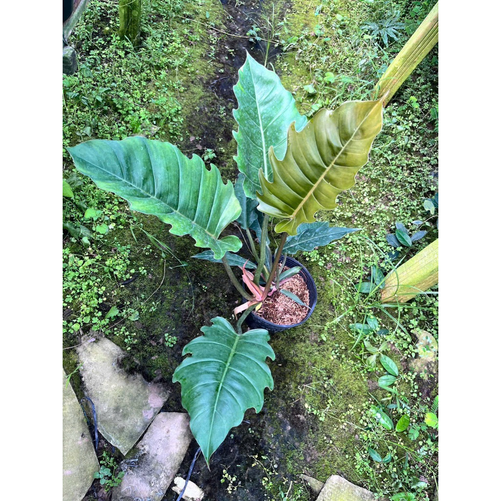 Philodendron Caramel – Philodendron Caramel | Lá Xẻ Độc Lạ Màu Caramel