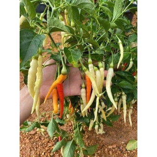 Hạt giống ớt tằm rủ siêu cay - thơm - cây lâu năm