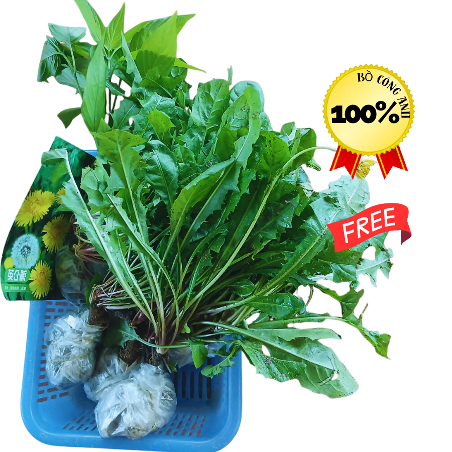 2 BẦU CÂY BỒ CÔNG ANH GIÀ, CÓ CỦ ĐỀ DÙNG LUÔN