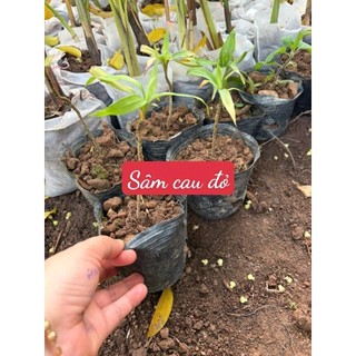 Giống sâm cau đỏ, sâm cau đen (sâm cau tiên mao) kèm phân bón