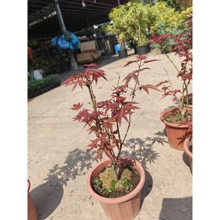 Cây 🌲 Phong lá đỏ