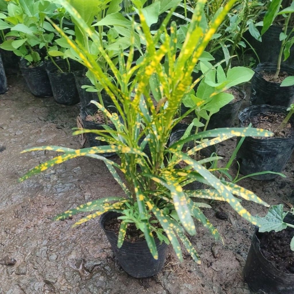 Cây cô tòng lá kim, ảnh thật
