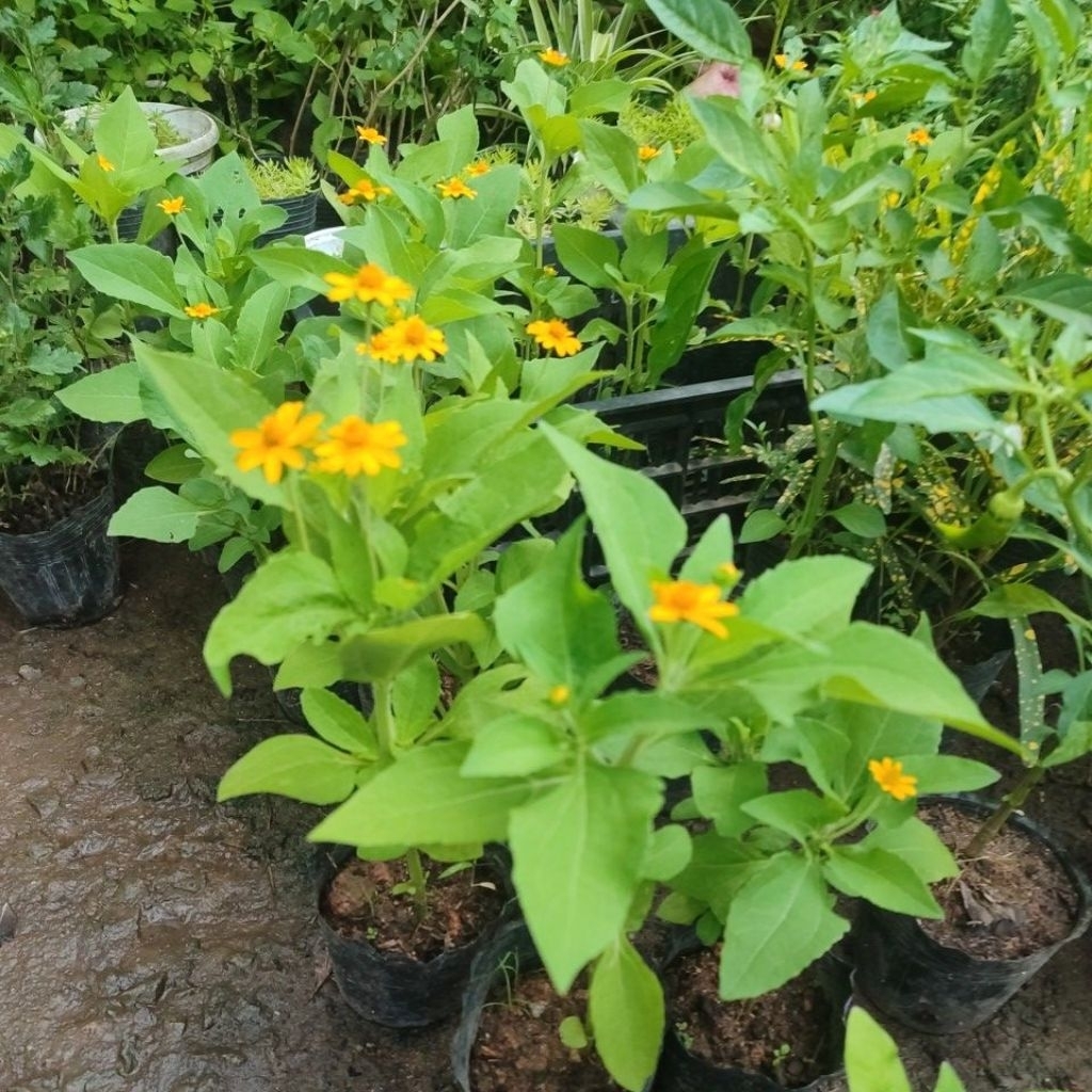 Cây cúc Mặt Trời( hình 12/4/26)
