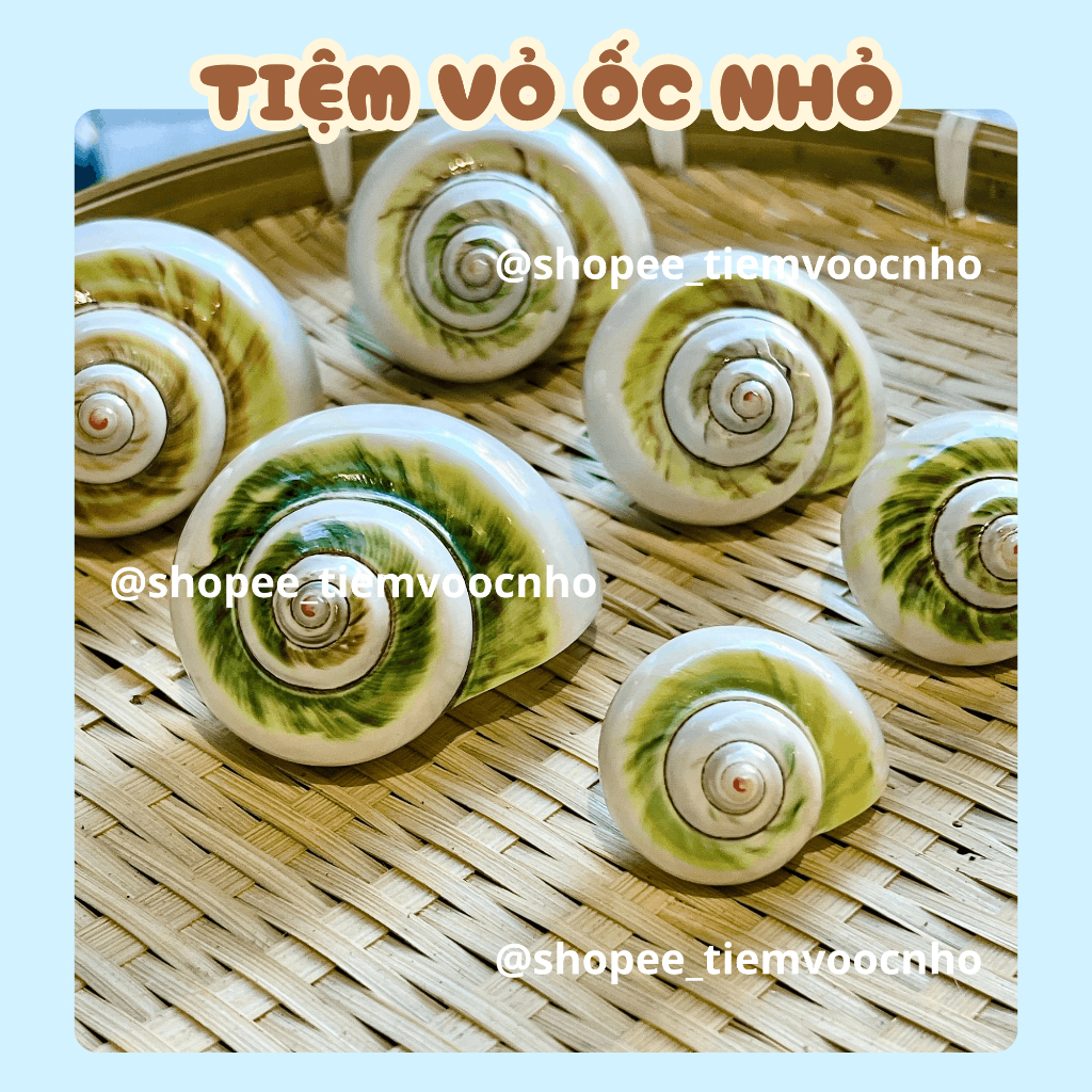 Vỏ Ốc Xà Cừ Lốc Xoáy ,Vỏ Ốc Mượn Hồn, Vỏ Ốc Trang Trí - Tiệm Vỏ Ốc Nhỏ