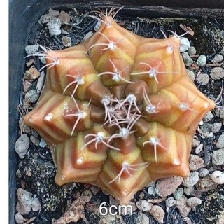 Xương rồng gym vân đẹp