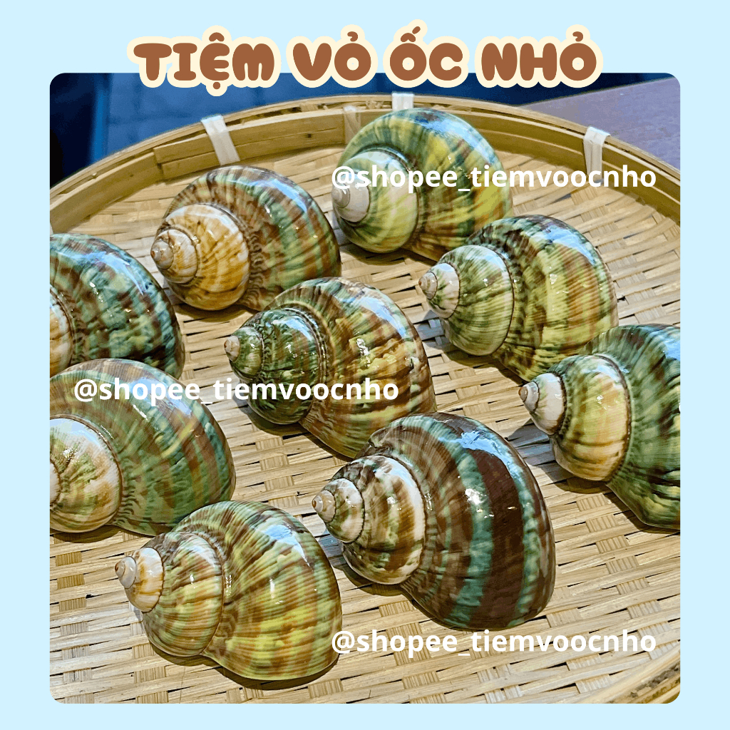 Vỏ Ốc Xà Cừ Đa Màu,Vỏ Ốc Mượn Hồn, Vỏ Ốc Trang Trí - Tiệm Vỏ Ốc Nhỏ