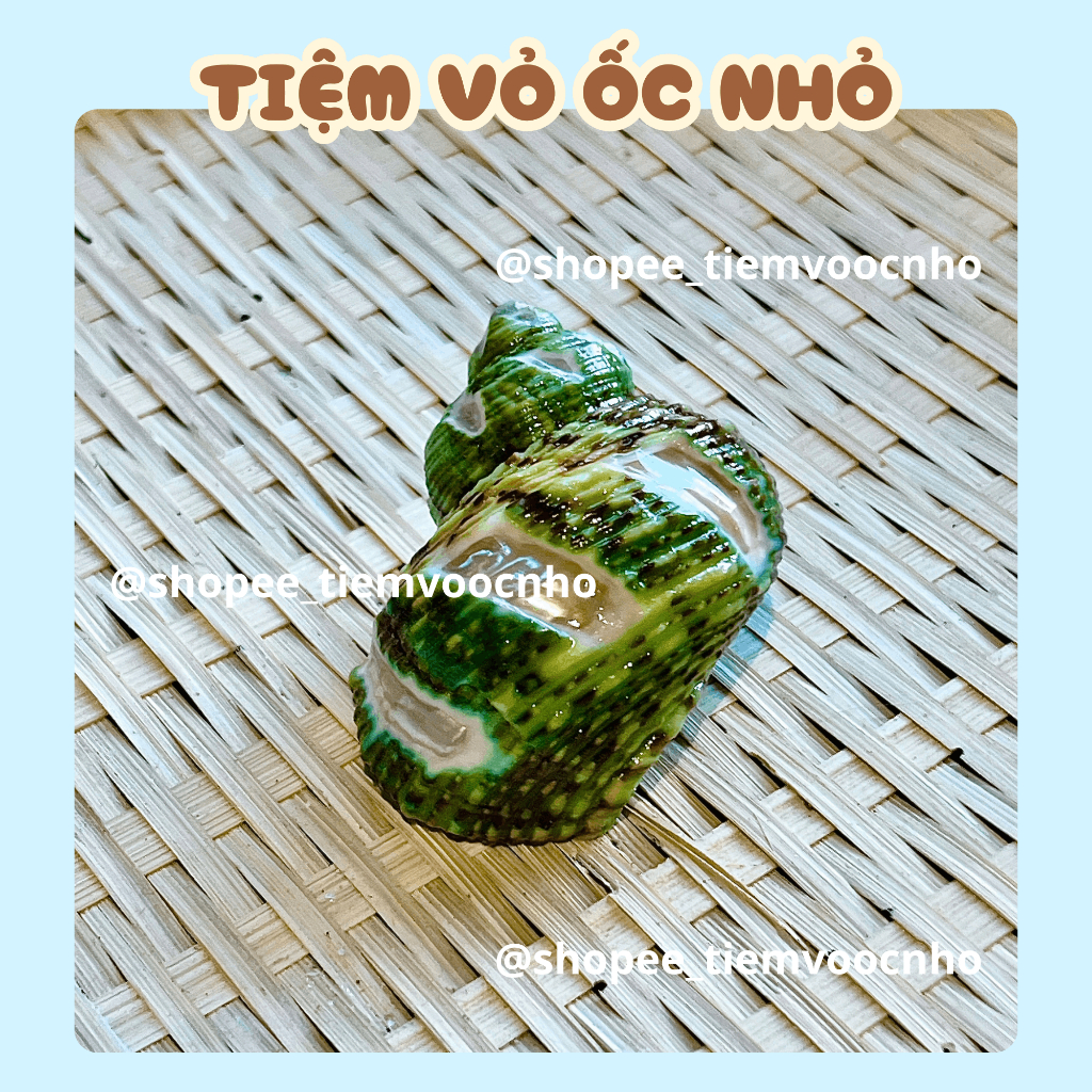 Vỏ Ốc Mặt Trăng Xanh Kẻ Sọc ,Vỏ Ốc Mượn Hồn, Vỏ Ốc Trang Trí - Tiệm Vỏ Ốc Nhỏ
