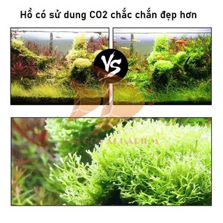 VIÊN SỦI CO2 SUNSUN 60 VIÊN - HỖ TRỢ TĂNG CARBON CHO CÂY QUANG HỢP VÀ PHÁT TRIỂN CHO HỒ THỦY SINH