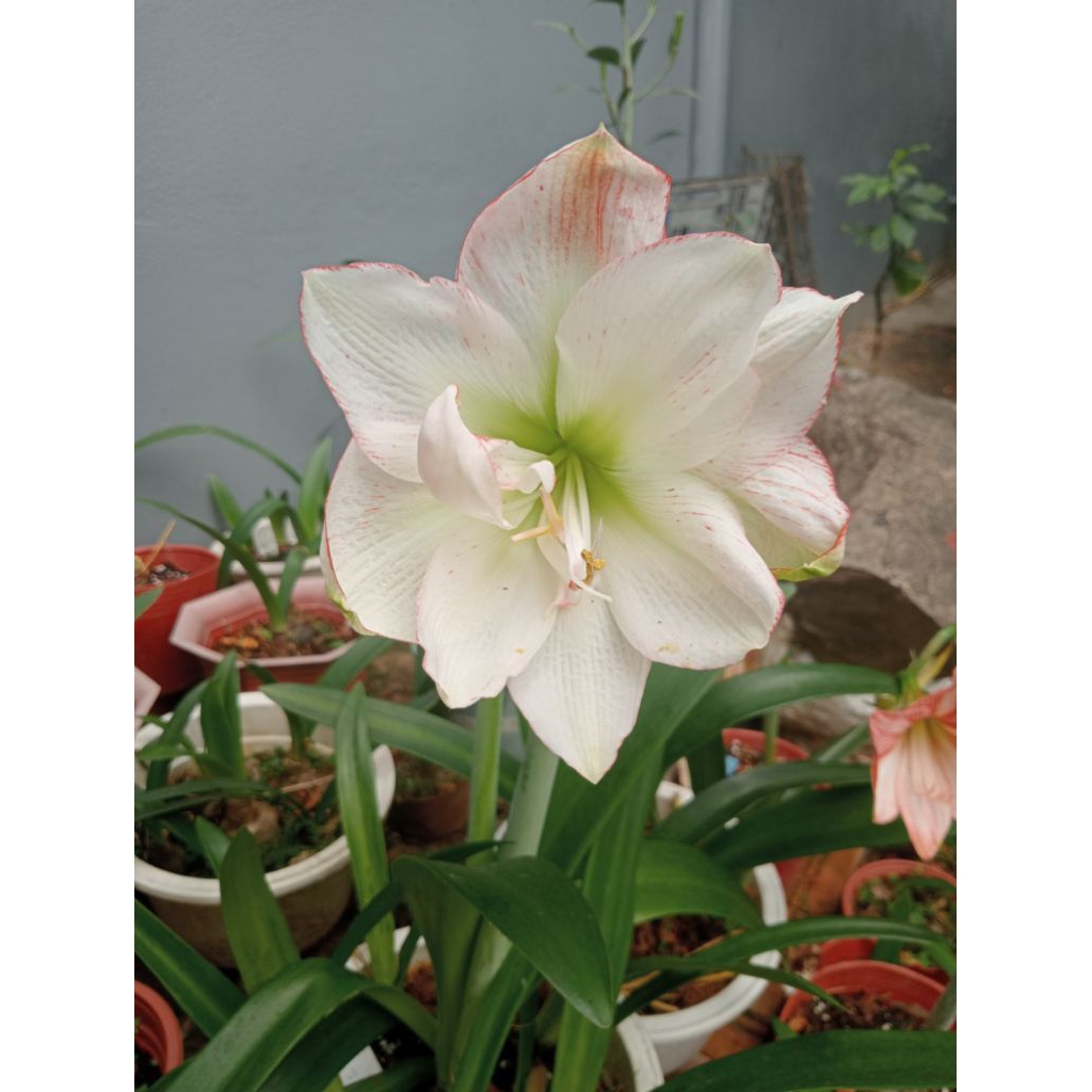 Củ huệ tây Lk57 hoa to(mặt hoa như hình chuẩn tag)