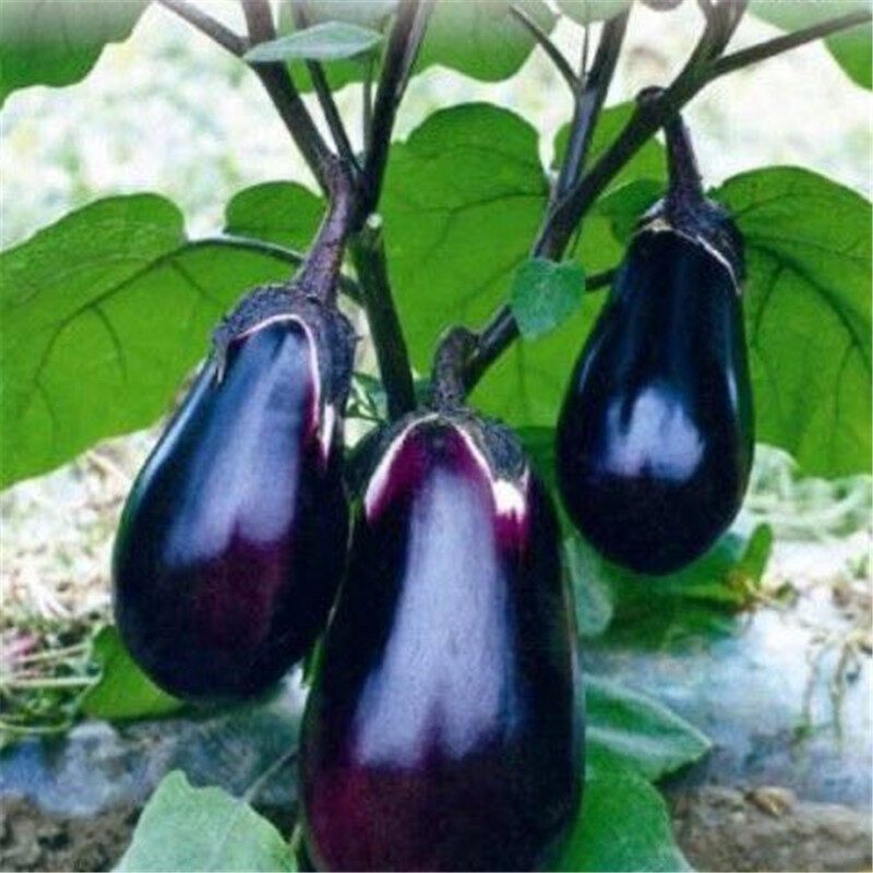 Hạt giống cà-Dwarf Eggplant Seeds-200viên