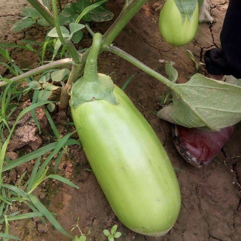 Thai Eggplant Seeds For Planting-Dwarf Eggplant Seeds -200seeds