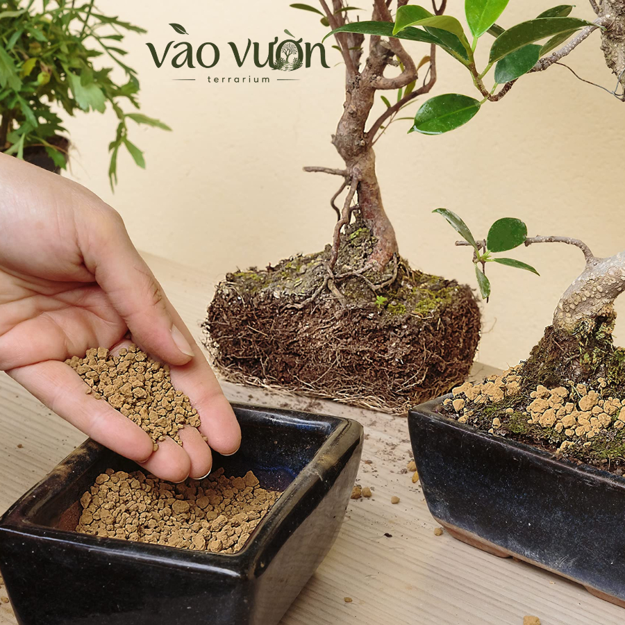 Đất akadama, đất trồng bonsai, đất nền cho terrarium, đất nung akadama