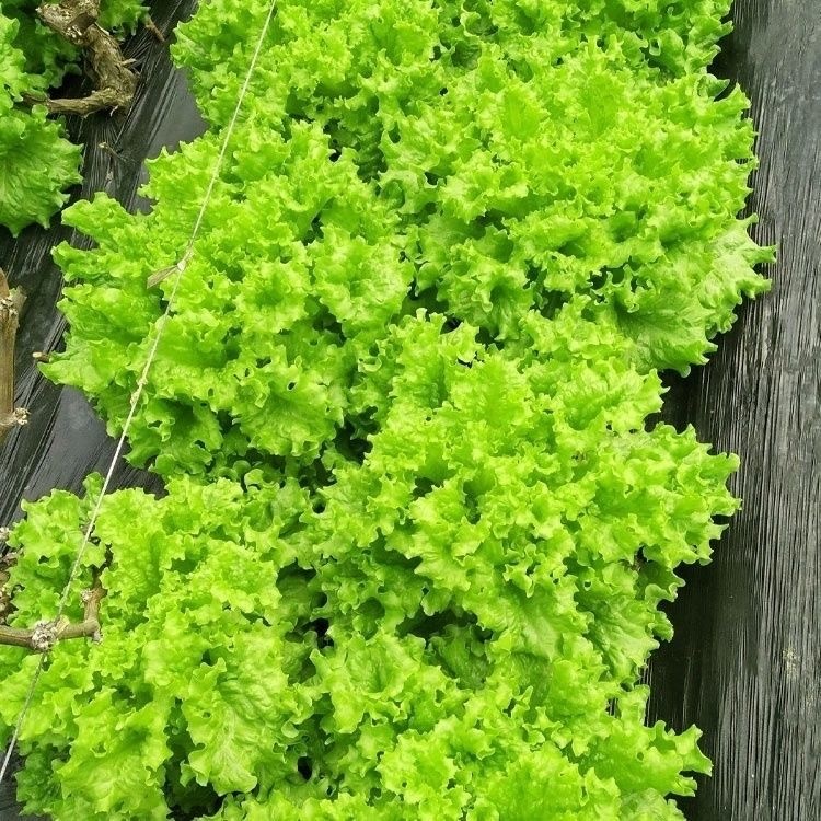 Hạt Giống Xà Lách Chịu Giòn -Lettuce Seeds-800Hạt