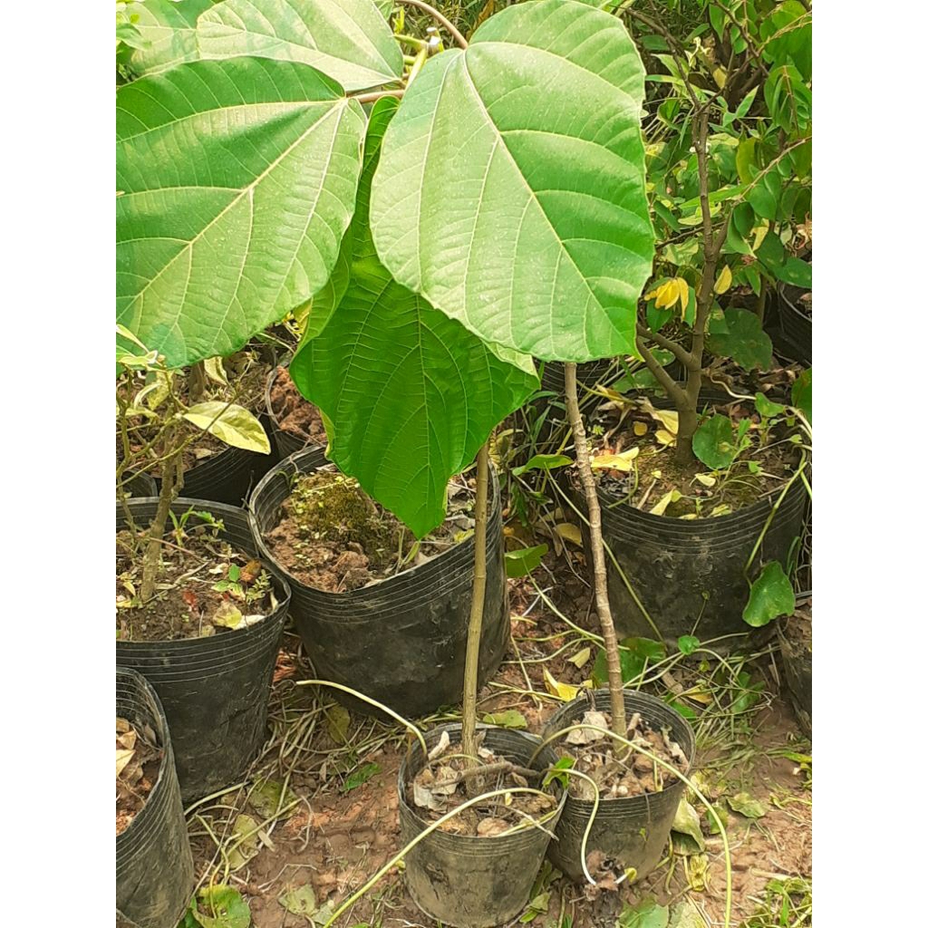 Cây Vả Mật Tím (65-90cm)