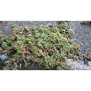 1kg bột cây cỏ sữa lá nhỏ nguyên chất