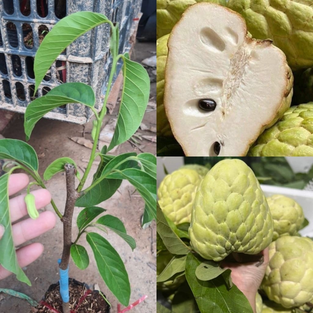 Chậu cây na thái ( mãng cầu na thái) [ ship cực rẻ ]