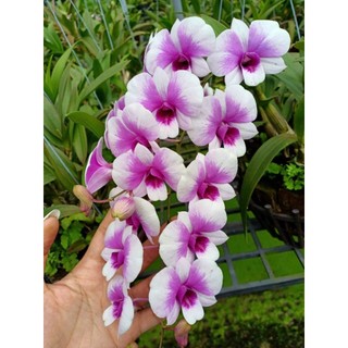 Denro mini yaya đang nụ đẹp