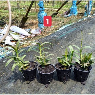 Denro mini yaya đang nụ đẹp