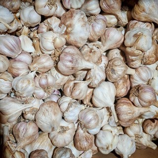 1Kg - Tỏi Băc ( Tỏi ta) Kinh Môn Hải Dương - Làm gia vị cho mọi bữa ăn